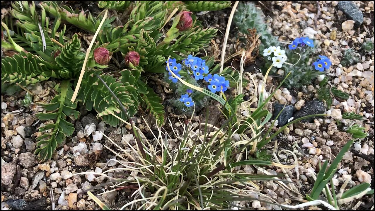 Flowers of the alpine tundra