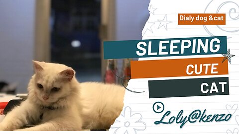 SLEEping cute cat