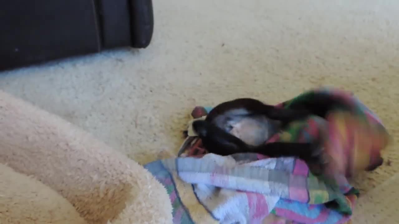 Pup's First Bath Leads To Epic Temper Tantrum