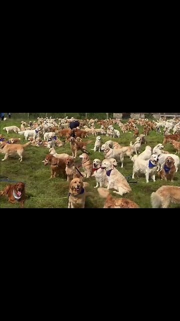 Hundreds of Golden Retrievers gathered in Scotland to celebrate 155 years of the breed