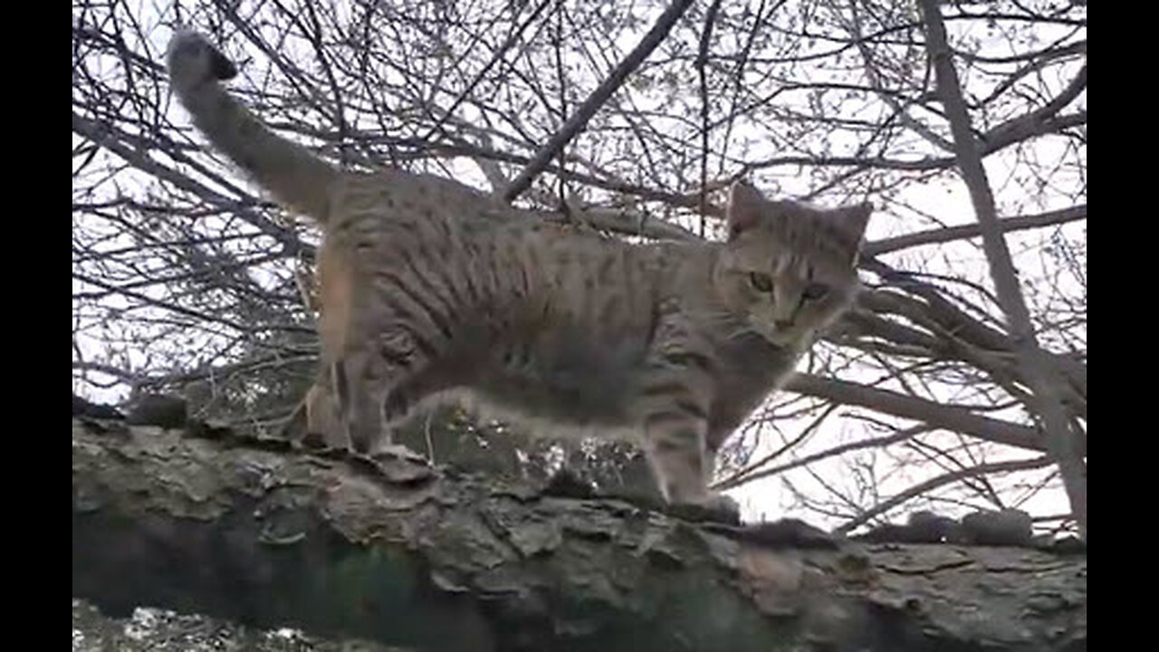 Tree-Top Tail Spinner: A Cat's Arboreal Adventure