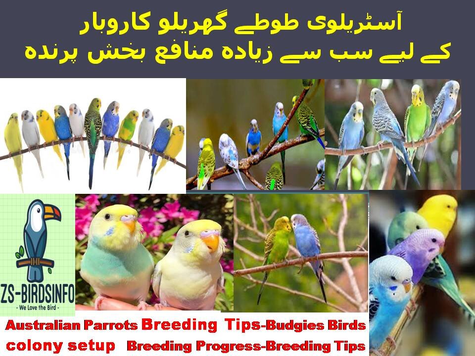 keep Australian birds at home and get profitآسٹریلوی پرندوں کو گھر پر رکھیں اور منافع حاصل کریں