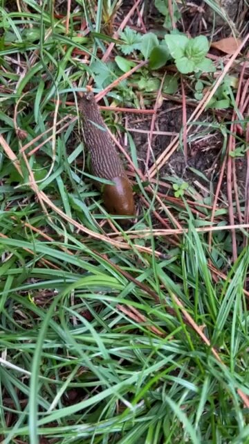 Massive Mystery Insect!