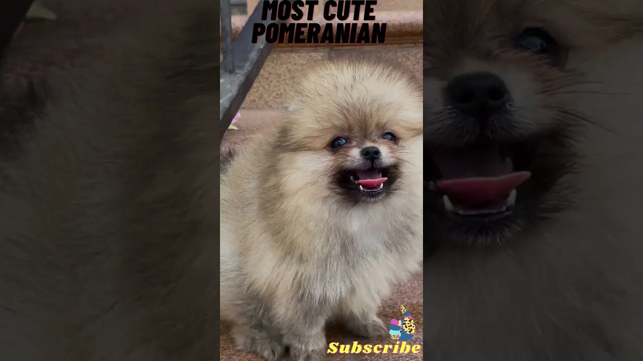 most beautiful baby Pomeranian dog#shorts #funny #cute