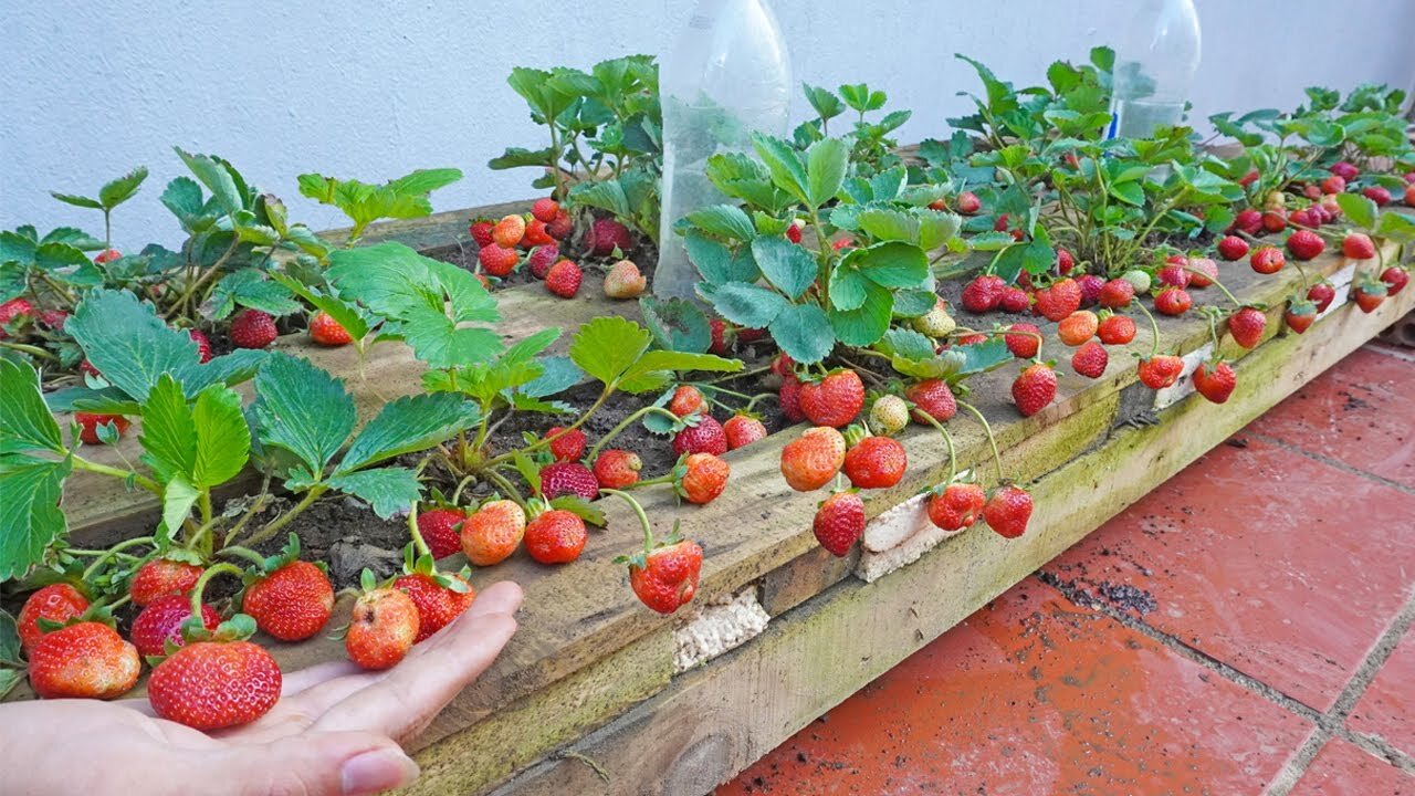 Recycle pallets to grow strawberries for family, lots of fruit and easy to make