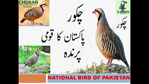 The National Bird of Pakistan Chakor Factsپاکستان کا قومی پرندہ چکور, چکور کے متعلق دلچسپ معلومات