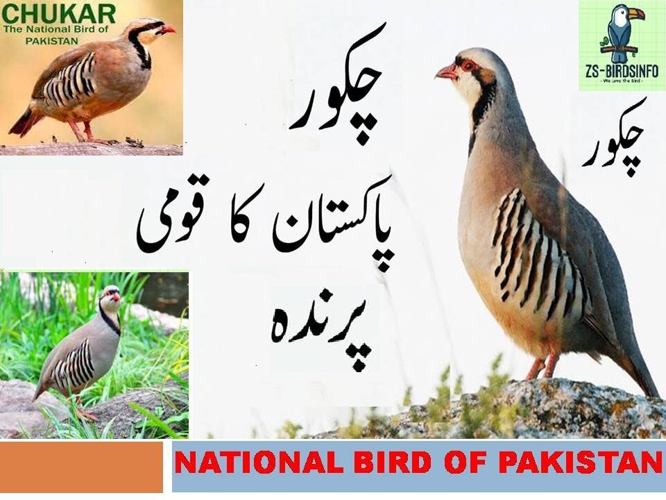 The National Bird of Pakistan Chakor Factsپاکستان کا قومی پرندہ چکور, چکور کے متعلق دلچسپ معلومات