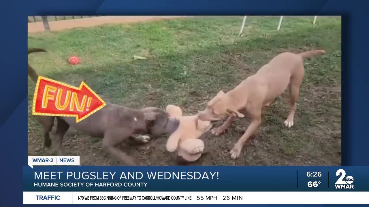 Pugsley and Wednesday the dogs are up for adoption at the Humane Society of Harford County