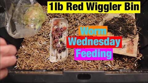 Worm Wednesday Feeding the 1 pound red wiggler bin 3/2/2022