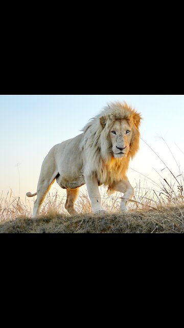 🦁 𝗟𝗶𝗼𝗻𝘀 𝗥𝗼𝗮𝗿𝗶𝗻𝗴 𝗖𝗼𝗺𝗽𝗶𝗹𝗮𝘁𝗶𝗼𝗻 2⃝ ❤️ | 𝘉𝘦𝘴𝘵 𝘓𝘪𝘰𝘯 𝘙𝘰𝘢𝘳