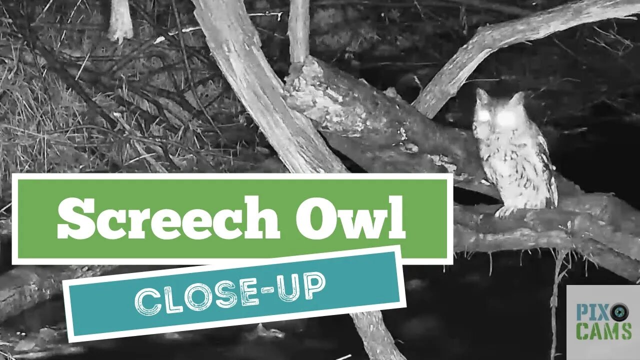 Long screech owl visit on Wildlife 1