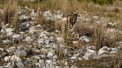 Powerful King Tiger Hunting Cow