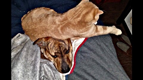 Pitbull vs Pickup Truck Week 5