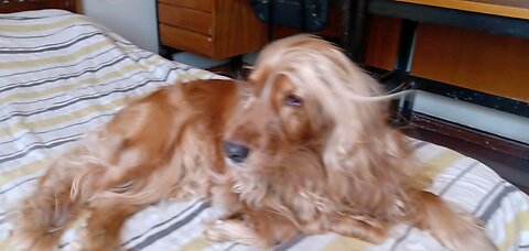 Dog, cute, Animals, pet, viral