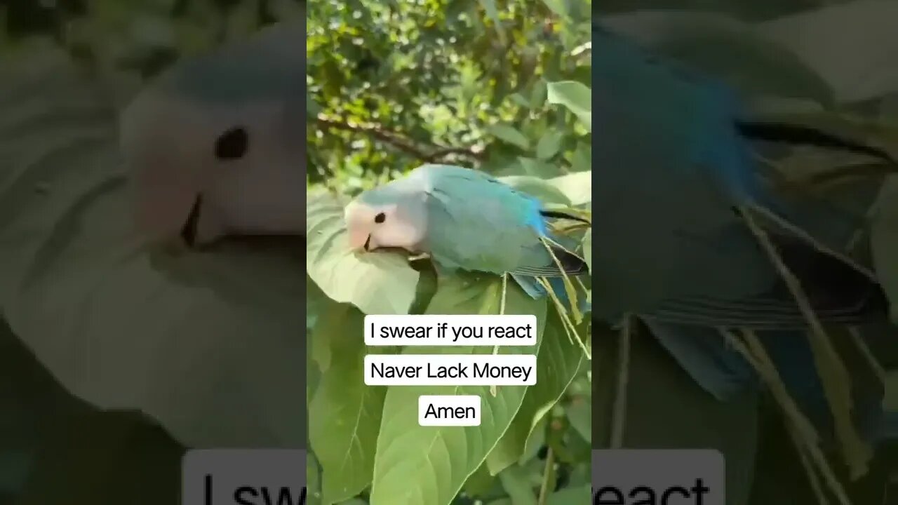 Manifest Yourself For Tomorrow | Meditation | Manifestation | Law of Attraction | TRM #Shorts