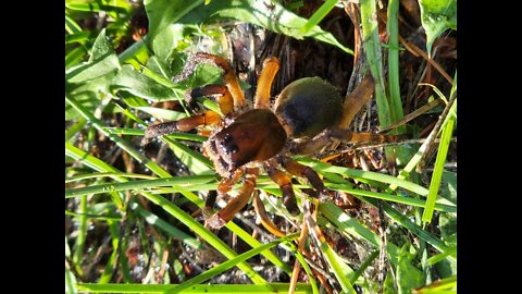 Catching a wolf spider