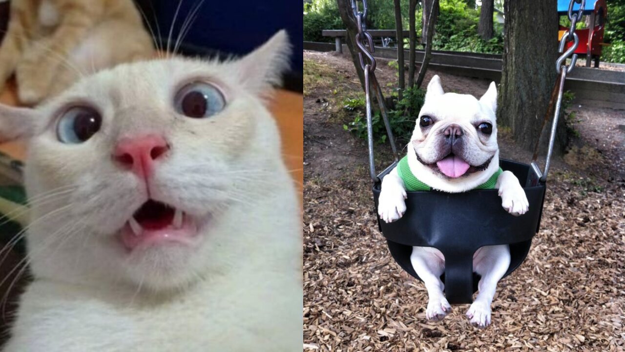Funny Cats and Dogs πΆπ± | Best Animal Videos