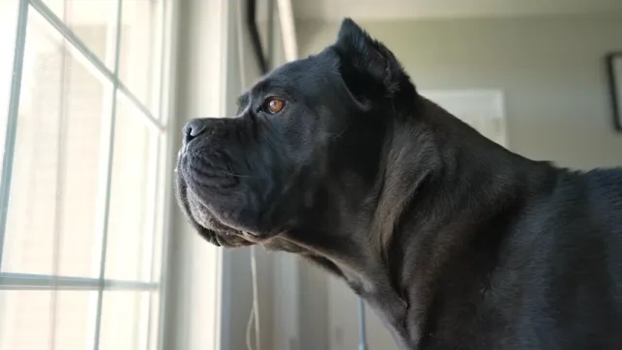 Cane Corso FURIOUS at UPS Driver! RAW Home Video