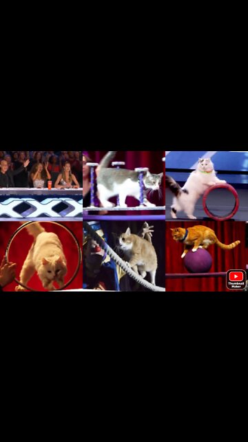Talented cat magical show