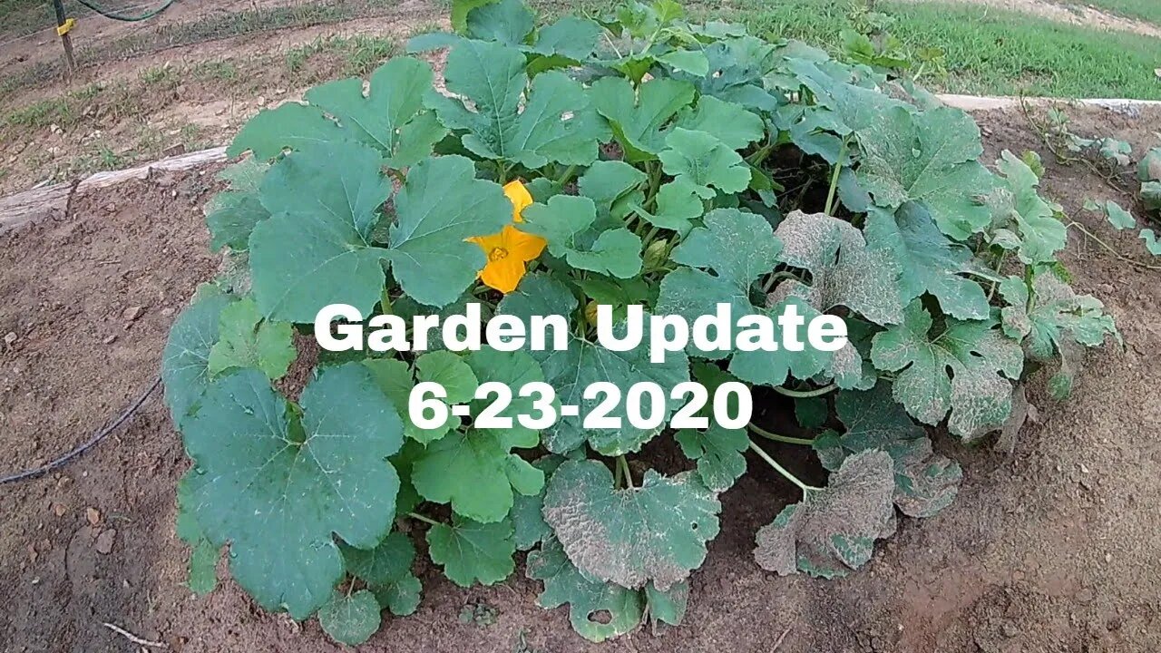 Garden Update 6-23-2020