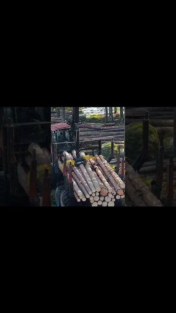 O que está por trás da fumaça em Manaus？#manaus #amazonia #fumaça #queimadas