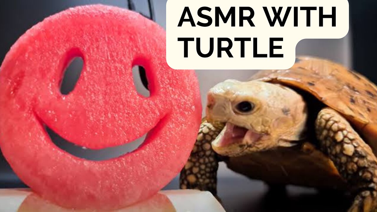 ASMR MUKBANG turtle eating food