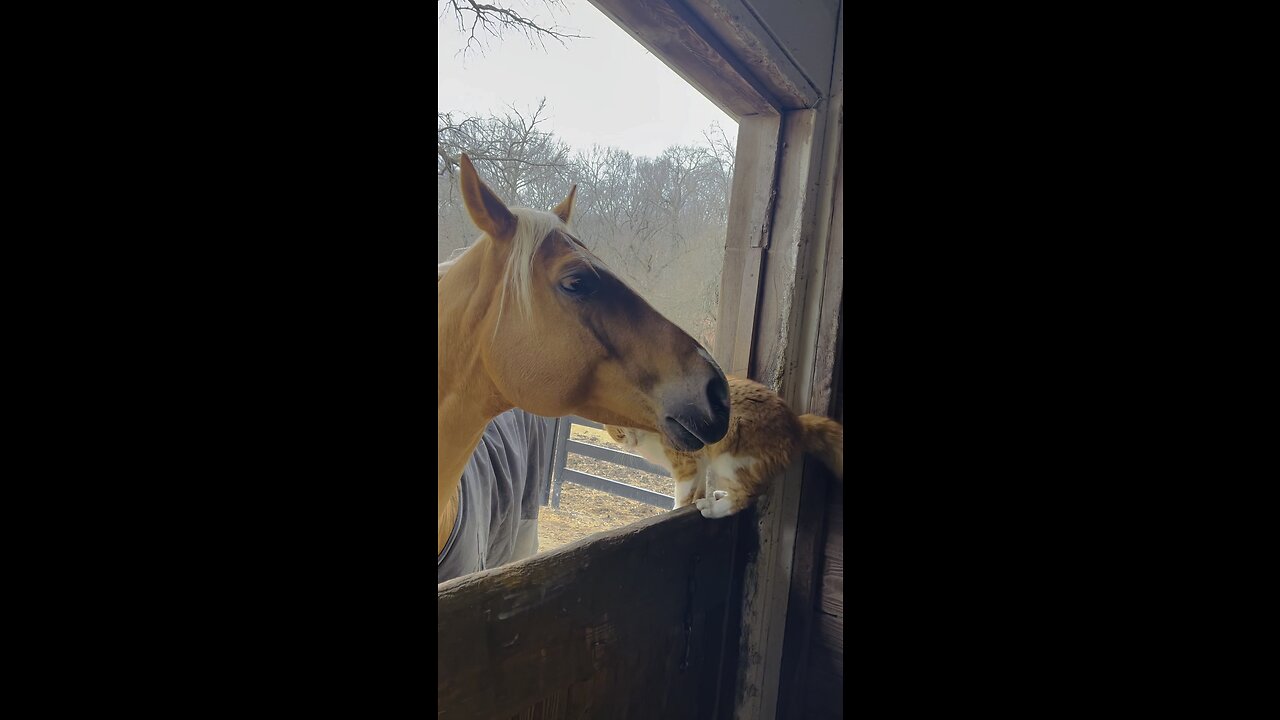 Horse and Cat become friends