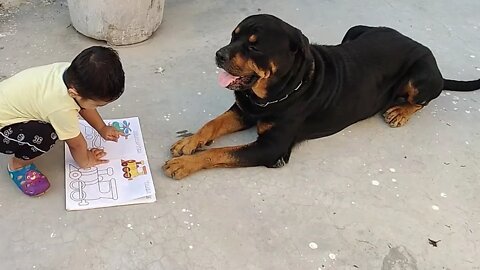 kid is teaching two giant Rottweilers || Mr.Bolt