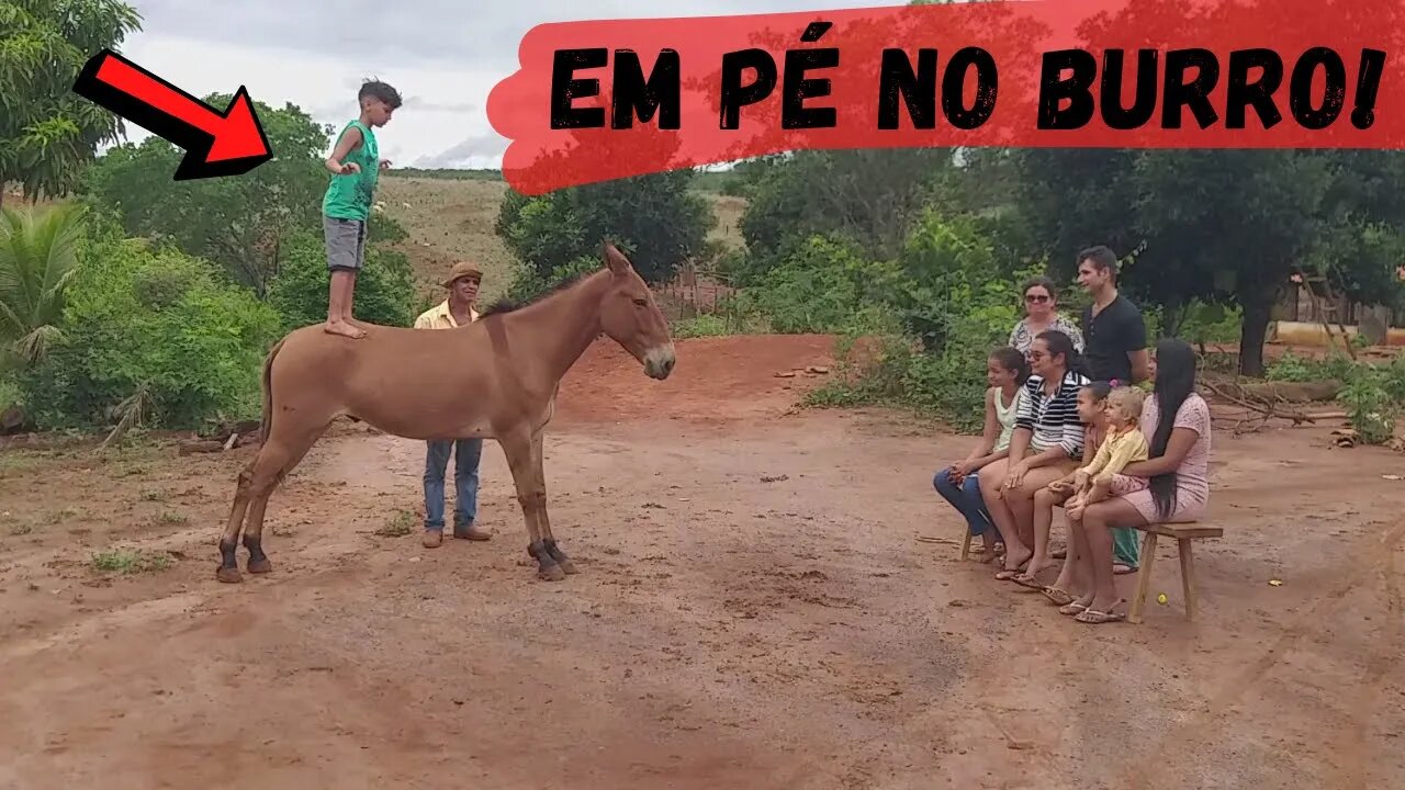 Menino Em Pé no Burro Dengoso