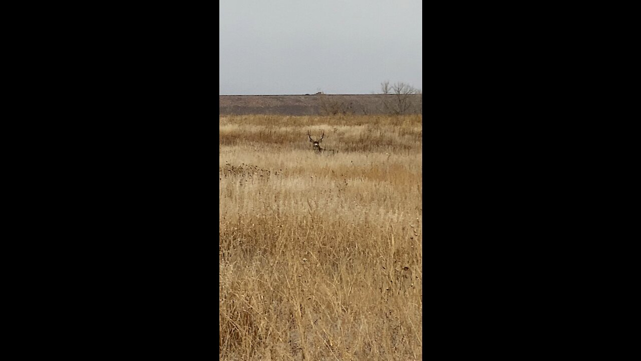 Massive Muley