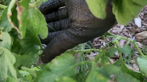 Blister Beetle Follow Up