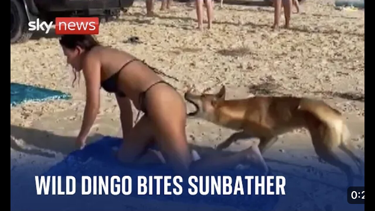 Australia: Dingo bites sunbathing tourist in Queensland