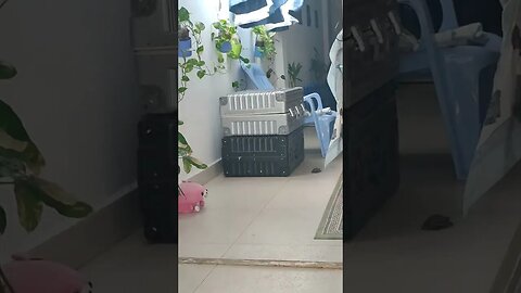 #turtlepet #mypet