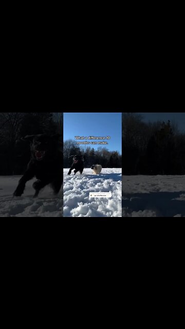 Go Little Rockstar #shorts