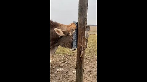 Cow clean a body