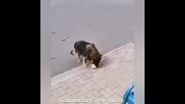 Smart Dog