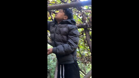 Kiwi harvesting