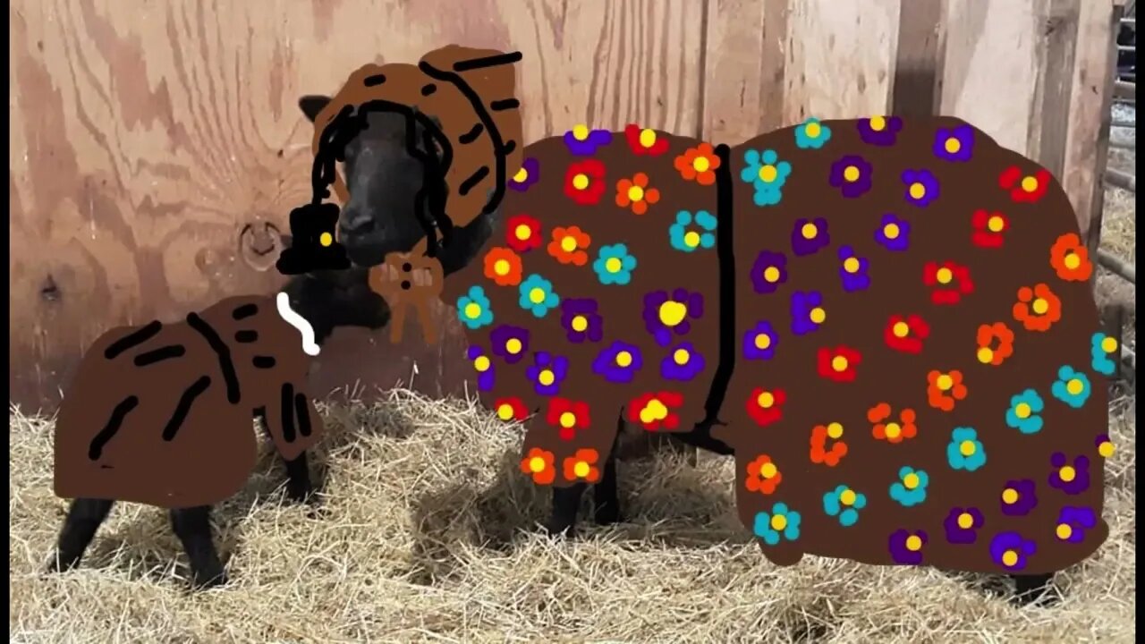 Pioneer sheep