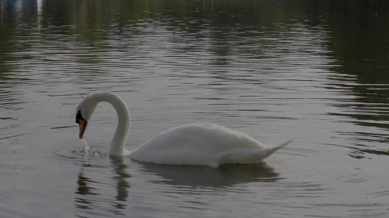 Hyde Park in London UK