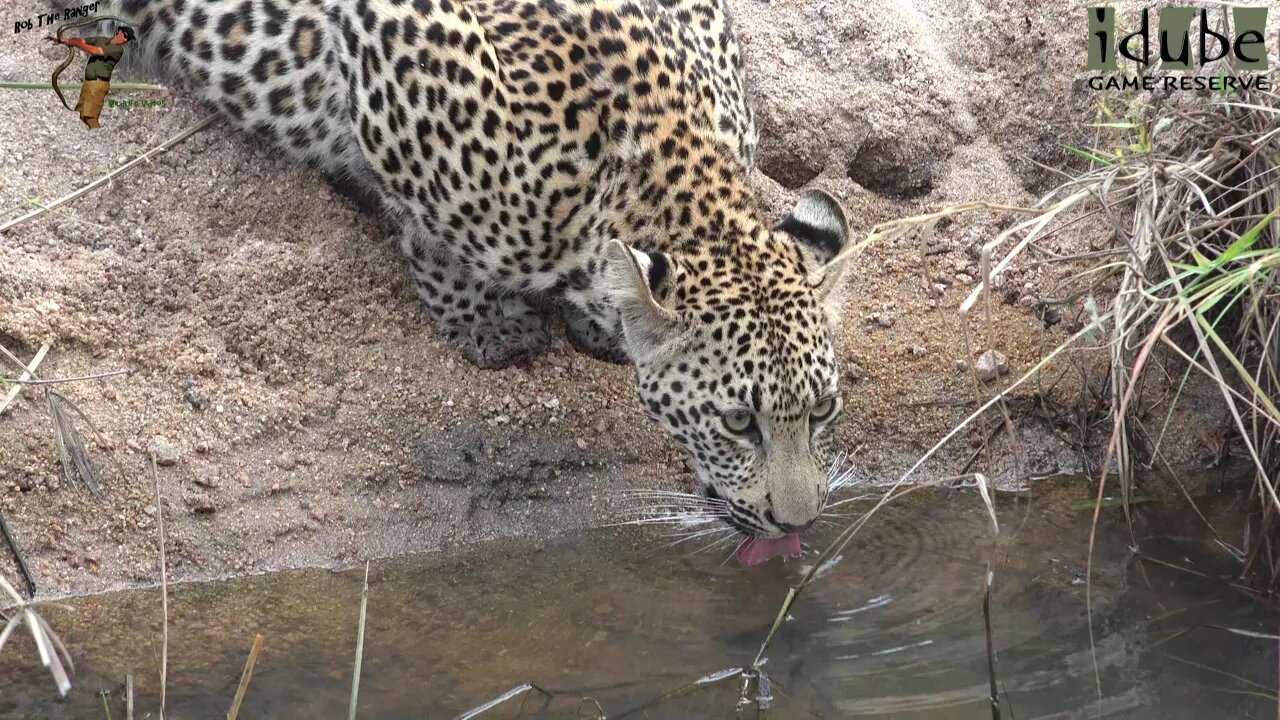 Leap Of Leopards - Mother And Cubs (29): A Day With The Cubs