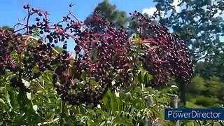 Elderberries: when and how to harvest and how to process