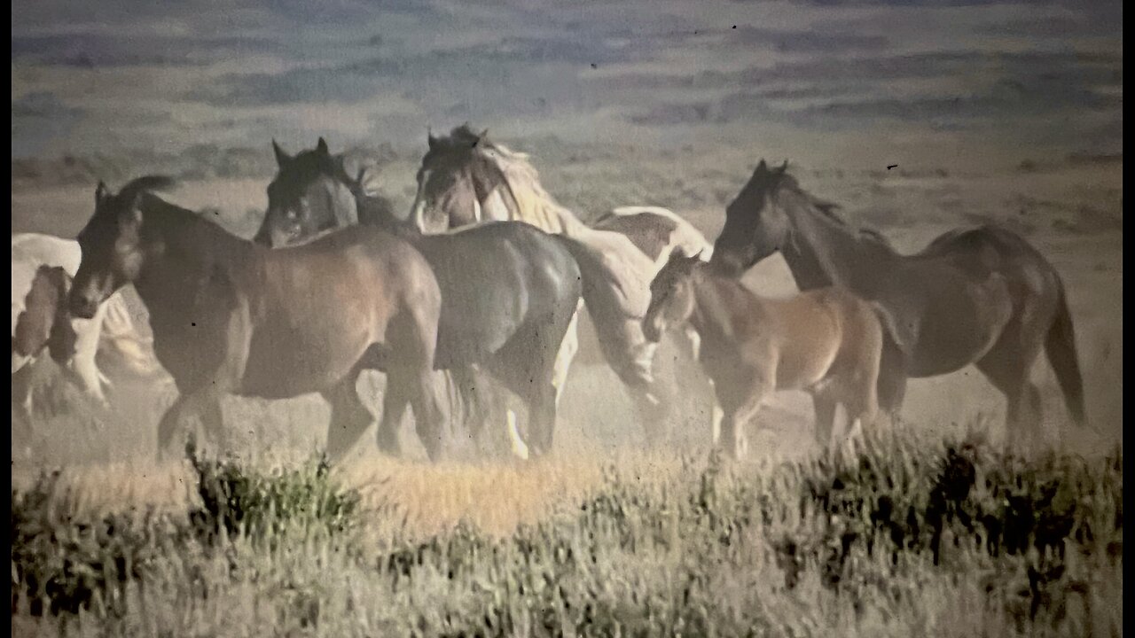 WHOA Wild Horses of America Ep 8 McCullough Peaks in Wyoming by Karen King