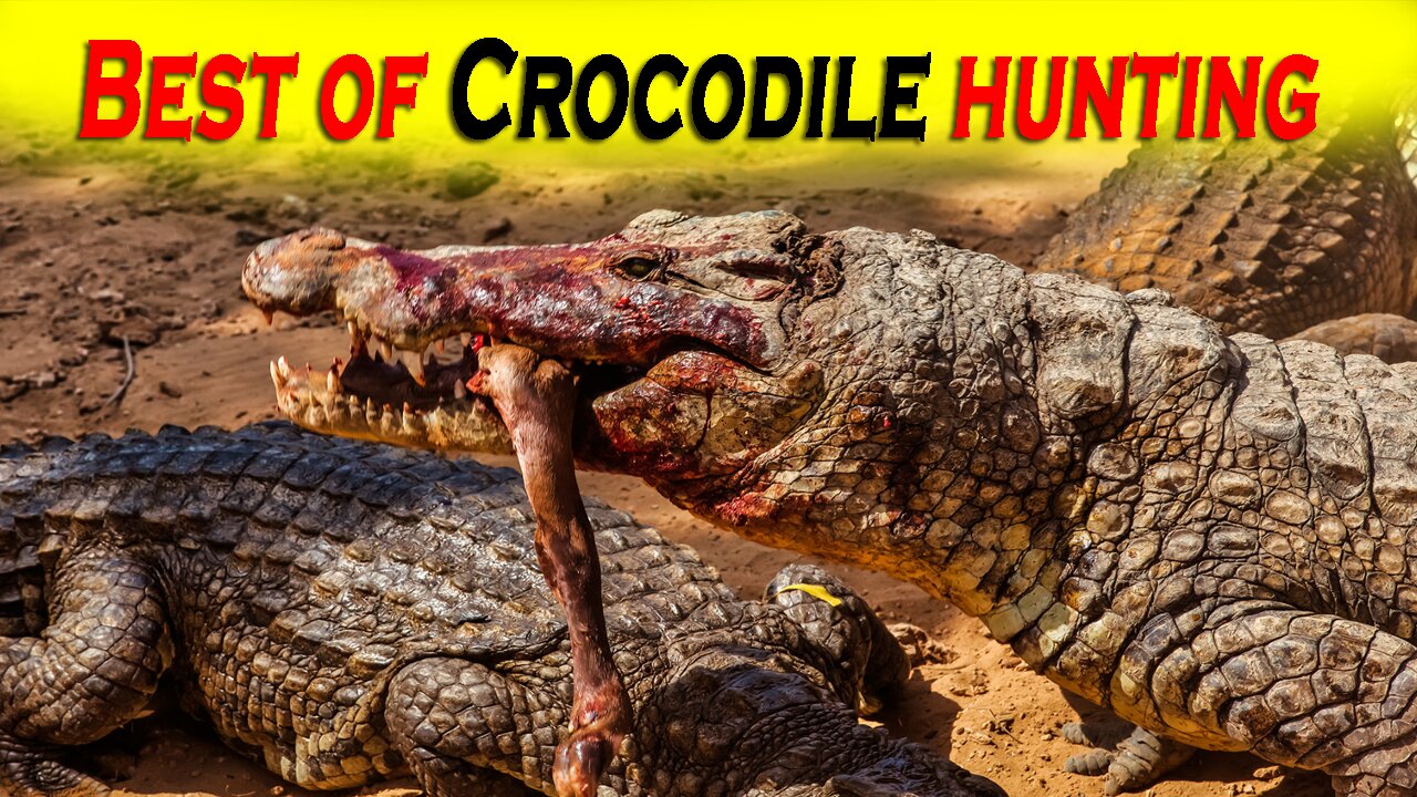 Best of Crocodile Hunting || Crocodile Attack || Top 15 Killing Crocodile Moments