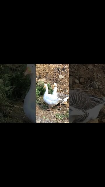 Pilgrim geese having a drink