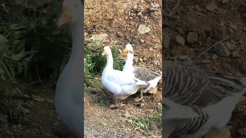 Pilgrim geese having a drink