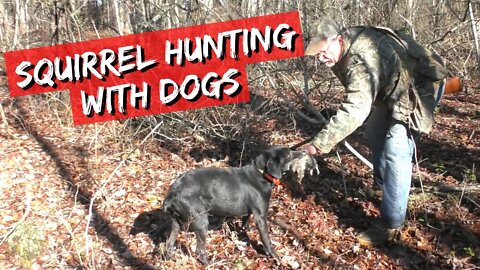 Hunting Squirrels with Dogs (Tree Rats)