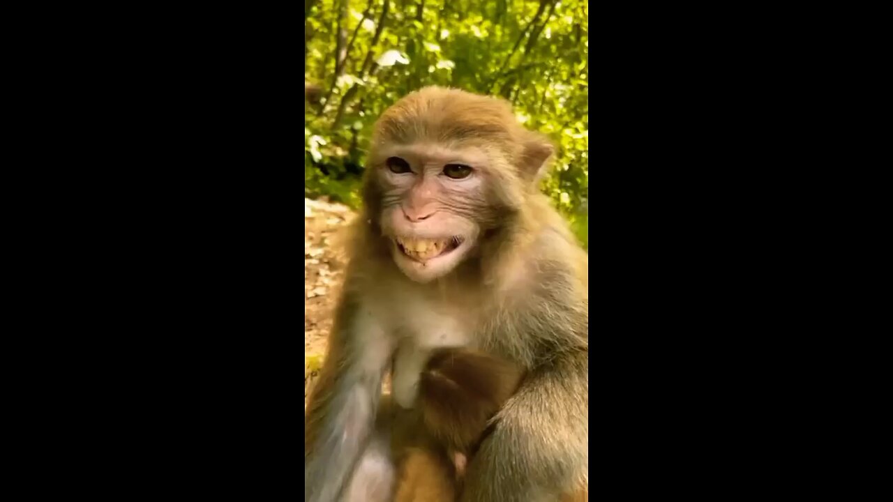 Funny animal video