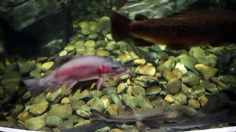 Lake Sturgeon exhibit