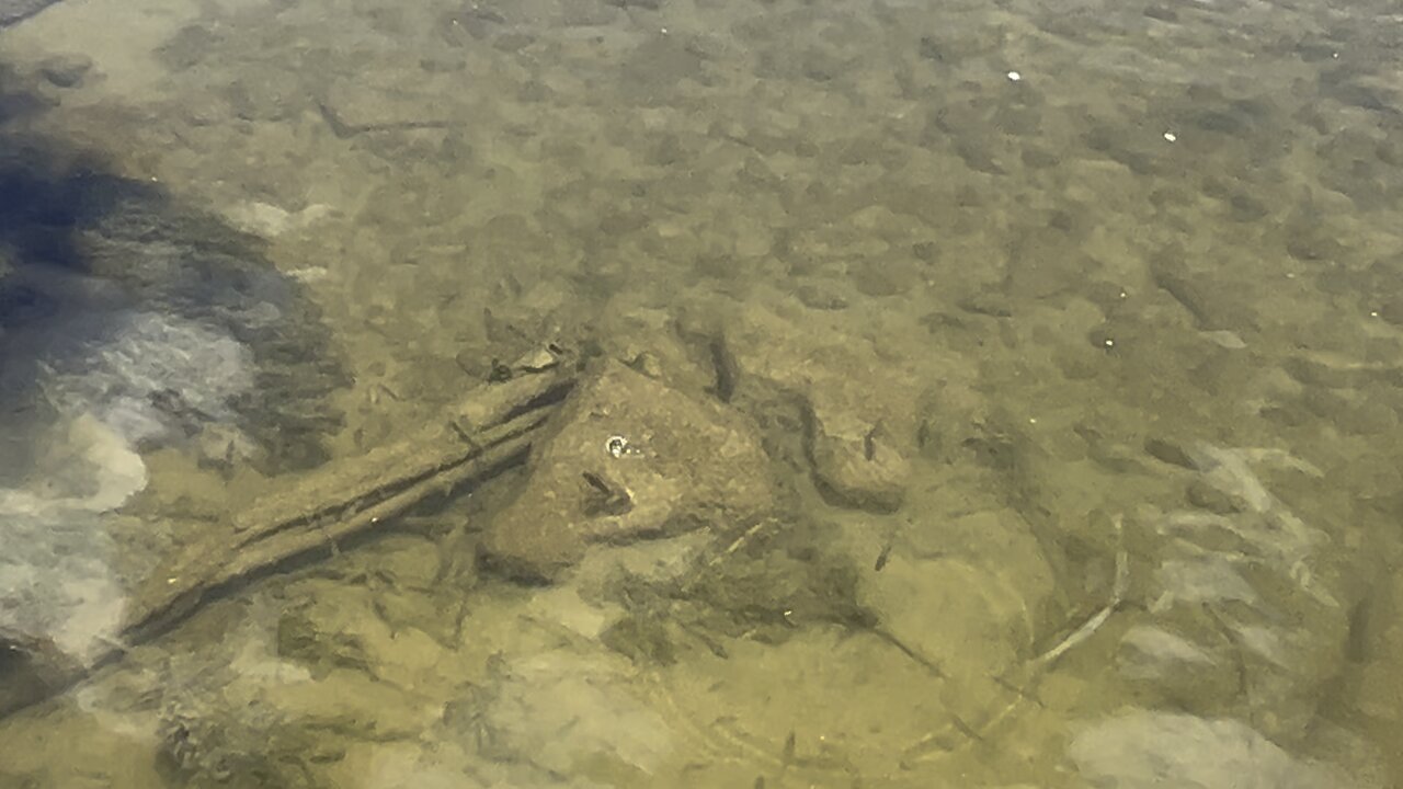 Future Humber River Salmon 😊