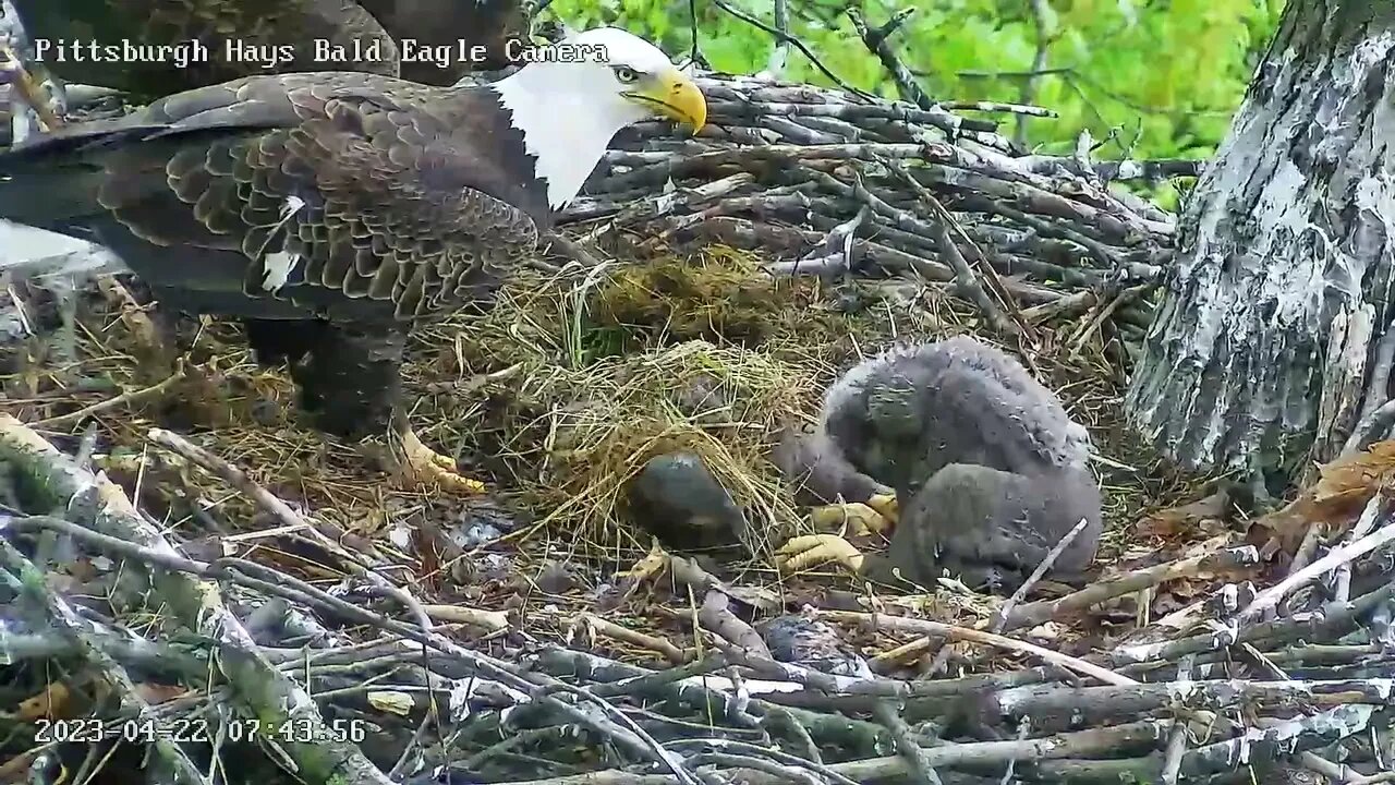 Hays Eagles "Mom I don't need covered, I'm a big kid!" mom covers H19 04-22-2023 07:43